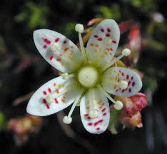 Attēlu rezultāti vaicājumam “Saxifragaceae”