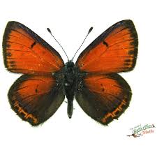 Attēlu rezultāti vaicājumam “Lycaena hippothoe female”