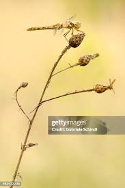 Attēlu rezultāti vaicājumam “Sympetrum vulgatum”