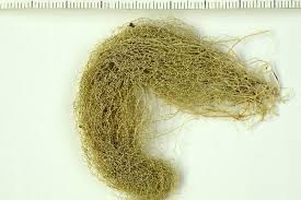 Attēlu rezultāti vaicājumam “Ramalina thrausta”