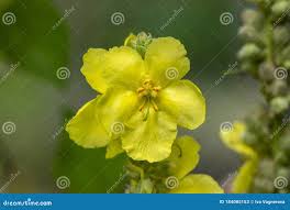 Attēlu rezultāti vaicājumam “Verbascum densiflorum bud”