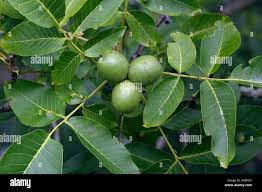 Attēlu rezultāti vaicājumam “Juglans regia fruit”
