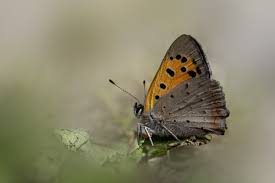 Attēlu rezultāti vaicājumam “Lycaena phlaeas underside”