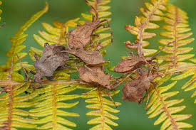 Attēlu rezultāti vaicājumam “Coreus marginatus imago”