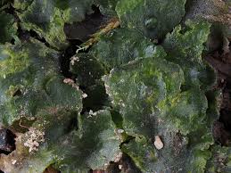 Attēlu rezultāti vaicājumam “Phaeoceros laevis subsp. carolinianus”