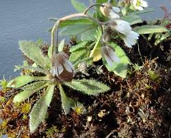 Attēlu rezultāti vaicājumam “Erophila verna flower”