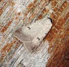 Attēlu rezultāti vaicājumam “Lygephila viciae”