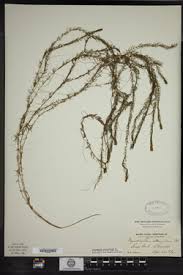 Attēlu rezultāti vaicājumam “Myriophyllum alterniflorum”