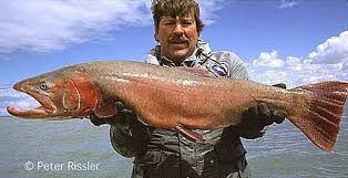 Image result for Oncorhynchus