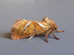 Attēlu rezultāti vaicājumam “Hepialus sylvina female”