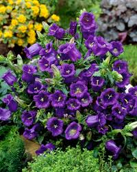 Image result for Campanula medium