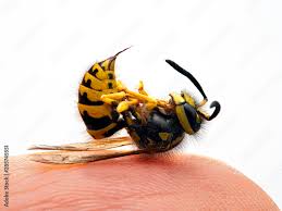 Attēlu rezultāti vaicājumam “Vespula germanica male”