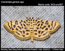 Attēlu rezultāti vaicājumam “Crambidae”