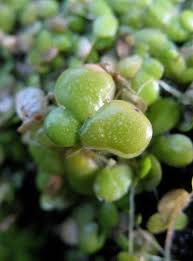 Attēlu rezultāti vaicājumam “Lemna gibba”