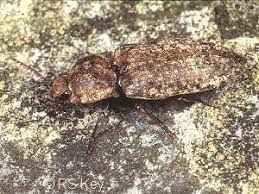 Attēlu rezultāti vaicājumam “Agrypnus murinus”