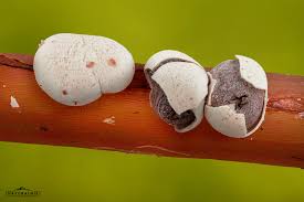 Attēlu rezultāti vaicājumam “Diderma effusum young”