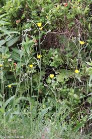 Attēlu rezultāti vaicājumam “Hieracium vulgatum leaf”