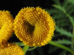 Image result for Tanacetum vulgare