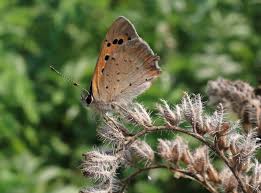 Attēlu rezultāti vaicājumam “Lycaena phlaeas underside”