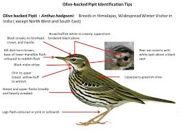 Image result for Anthus hodgsoni