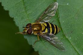 Attēlu rezultāti vaicājumam “Syrphus sp.”