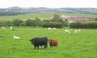 The Dexter is the smallest breed of cattle. Grazing with sheep overlooking - via Daymix