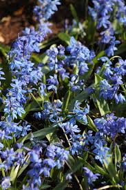 Attēlu rezultāti vaicājumam “Scilla siberica”