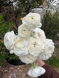 Attēlu rezultāti vaicājumam “Ranunculus mendax flower”