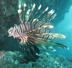 Image result for Pterois miles