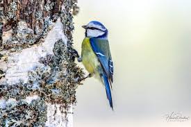 Attēlu rezultāti vaicājumam “Cyanistes caeruleus juvenile”