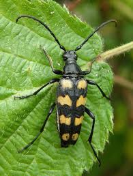 Attēlu rezultāti vaicājumam “Leptura quadrifasciata”
