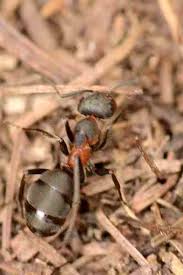 Attēlu rezultāti vaicājumam “Formica rufa pupa”