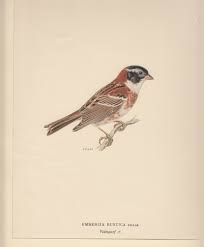 Image result for Emberiza rustica