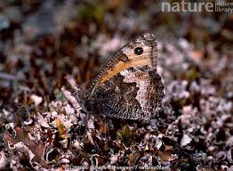 Attēlu rezultāti vaicājumam “Hipparchia semele”