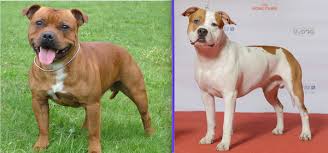 Image result for Staffordshire Stallions