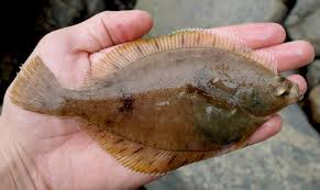 Image result for Limanda limanda