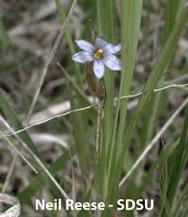 Attēlu rezultāti vaicājumam “Sisyrinchium montanum fruit”