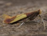 Attēlu rezultāti vaicājumam “Caloptilia alchimiella”