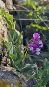 Attēlu rezultāti vaicājumam “Lathyrus japonicus subsp. maritimus”