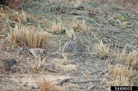 Image result for Chondestes grammacus