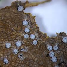 Attēlu rezultāti vaicājumam “Didymium serpula”