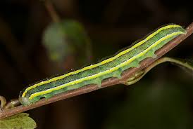 Attēlu rezultāti vaicājumam “Ceramica pisi”