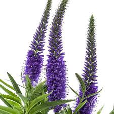 Attēlu rezultāti vaicājumam “Veronica longifolia bud”