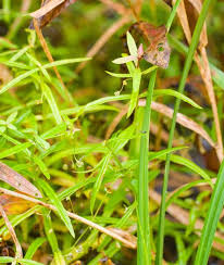 Attēlu rezultāti vaicājumam “Veronica scutellata fruit”