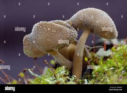 Attēlu rezultāti vaicājumam “Helvella macropus”