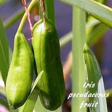 Attēlu rezultāti vaicājumam “Iris pseudacorus fruit”