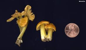 Attēlu rezultāti vaicājumam “Hygrocybe acutoconica”