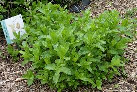 Image result for Mentha piperita