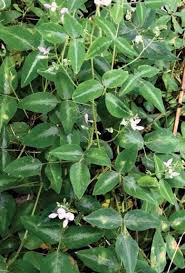 Attēlu rezultāti vaicājumam “Cnidium dubium leaf”