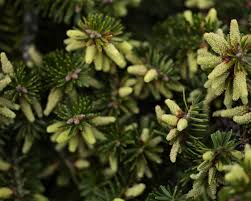 Attēlu rezultāti vaicājumam “Abies”